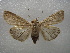  ( - NIBGE MOT-01063)  @13 [ ] CreativeCommons - Attribution Non-Commercial Share-Alike (2011) Muhammad Ashfaq National Institute for Biotechnology and Genetic Engineering Faisalabad Pakistan