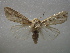  ( - NIBGE MOT-01064)  @13 [ ] CreativeCommons - Attribution Non-Commercial Share-Alike (2011) Muhammad Ashfaq National Institute for Biotechnology and Genetic Engineering Faisalabad Pakistan