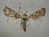  ( - NIBGE MOT-01065)  @14 [ ] CreativeCommons - Attribution Non-Commercial Share-Alike (2011) Muhammad Ashfaq National Institute for Biotechnology and Genetic Engineering Faisalabad Pakistan