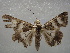  ( - NIBGE MOT-01068)  @13 [ ] CreativeCommons - Attribution Non-Commercial Share-Alike (2011) Muhammad Ashfaq National Institute for Biotechnology and Genetic Engineering Faisalabad Pakistan