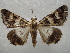  (Drasteria PK01 - NIBGE MOT-01069)  @14 [ ] CreativeCommons - Attribution Non-Commercial Share-Alike (2011) Muhammad Ashfaq National Institute for Biotechnology and Genetic Engineering Faisalabad Pakistan