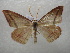  (Rhodostrophia PK02 - NIBGE MOT-01081)  @14 [ ] CreativeCommons - Attribution Non-Commercial Share-Alike (2011) Muhammad Ashfaq National Institute for Biotechnology and Genetic Engineering Faisalabad Pakistan