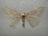  ( - NIBGE MOT-01082)  @13 [ ] CreativeCommons - Attribution Non-Commercial Share-Alike (2011) Muhammad Ashfaq National Institute for Biotechnology and Genetic Engineering Faisalabad Pakistan