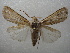  ( - NIBGE MOT-01101)  @14 [ ] CreativeCommons - Attribution Non-Commercial Share-Alike (2011) Muhammad Ashfaq National Institute for Biotechnology and Genetic Engineering Faisalabad Pakistan