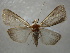  ( - NIBGE MOT-01120)  @13 [ ] CreativeCommons - Attribution Non-Commercial Share-Alike (2011) Muhammad Ashfaq National Institute for Biotechnology and Genetic Engineering Faisalabad Pakistan
