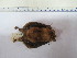  ( - MUSM 25851)  @11 [ ] Unspecified (default): All Rights Reserved (2015) Department of Mammalogy, MUSM Unspecified