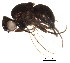  (Ophiomyia lantanae - BIOUG02393-C11)  @13 [ ] CreativeCommons - Attribution (2012) Muhammad Ashfaq Centre for Biodiversity Genomics