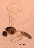  ( - BIOUG02400-E06)  @12 [ ] CreativeCommons - Attribution (2012) Muhammad Ashfaq Centre for Biodiversity Genomics