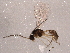  (Binodoxys acalephae - BIOUG02530-G01)  @13 [ ] CreativeCommons - Attribution (2012) Muhammad Ashfaq Centre for Biodiversity Genomics