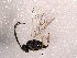  ( - BIOUG02546-A07)  @13 [ ] CreativeCommons - Attribution (2012) Muhammad Ashfaq Centre for Biodiversity Genomics