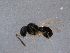  (Telenomus sechellensis - BIOUG04746-C06)  @13 [ ] CreativeCommons - Attribution (2013) CBG Photography Group Centre for Biodiversity Genomics