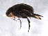  (Mordellistena ghanii - BIOUG04905-A04)  @13 [ ] CreativeCommons - Attribution (2013) Muhammad Ashfaq Centre for Biodiversity Genomics
