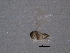  ( - BIOUG04747-D12)  @12 [ ] CreativeCommons - Attribution (2013) CBG Photography Group Centre for Biodiversity Genomics