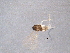  ( - BIOUG04747-F08)  @12 [ ] CreativeCommons - Attribution (2013) CBG Photography Group Centre for Biodiversity Genomics