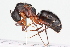  ( - BIOUG05357-E09)  @15 [ ] CreativeCommons - Attribution (2014) CBG Photography Group Centre for Biodiversity Genomics
