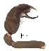  ( - BIOUG15299-A11)  @11 [ ] CreativeCommons - Attribution (2016) G. Blagoev Centre for Biodiversity Genomics