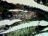  ( - NCweed-105)  @11 [ ] Copyright (2016) D W Freshwater University of North Carolina, Wilmington