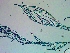  ( - NCweed-1548)  @11 [ ] Copyright (2016) D W Freshwater University of North Carolina, Wilmington