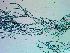  ( - NCweed-1548)  @11 [ ] Copyright (2016) D W Freshwater University of North Carolina, Wilmington