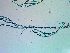  ( - NCweed-1548)  @11 [ ] Copyright (2016) D W Freshwater University of North Carolina, Wilmington