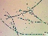  ( - NCweed-1548)  @11 [ ] Copyright (2016) D W Freshwater University of North Carolina, Wilmington