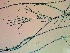  ( - NCweed-1548)  @11 [ ] Copyright (2016) D W Freshwater University of North Carolina, Wilmington