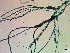  ( - NCweed-1548)  @11 [ ] Copyright (2016) D W Freshwater University of North Carolina, Wilmington