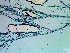  ( - NCweed-1548)  @11 [ ] Copyright (2016) D W Freshwater University of North Carolina, Wilmington