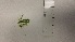  ( - NCweed-1548)  @11 [ ] Copyright (2016) D W Freshwater University of North Carolina, Wilmington