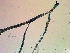  ( - NCweed-1548)  @11 [ ] Copyright (2016) D W Freshwater University of North Carolina, Wilmington