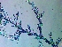  ( - NCweed-1581)  @11 [ ] Copyright (2016) D W Freshwater University of North Carolina, Wilmington