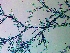  ( - NCweed-1581)  @11 [ ] Copyright (2016) D W Freshwater University of North Carolina, Wilmington