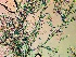  ( - NCweed-1581)  @11 [ ] Copyright (2016) D W Freshwater University of North Carolina, Wilmington