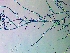  ( - NCweed-1581)  @11 [ ] Copyright (2016) D W Freshwater University of North Carolina, Wilmington