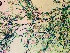  ( - NCweed-1581)  @11 [ ] Copyright (2016) D W Freshwater University of North Carolina, Wilmington