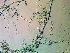  ( - NCweed-1581)  @11 [ ] Copyright (2016) D W Freshwater University of North Carolina, Wilmington