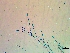  ( - NCweed-1624)  @11 [ ] Copyright (2016) D W Freshwater University of North Carolina, Wilmington