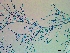  ( - NCweed-1624)  @11 [ ] Copyright (2016) D W Freshwater University of North Carolina, Wilmington