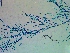  ( - NCweed-1624)  @11 [ ] Copyright (2016) D W Freshwater University of North Carolina, Wilmington