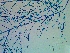  ( - NCweed-1624)  @11 [ ] Copyright (2016) D W Freshwater University of North Carolina, Wilmington