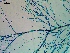  ( - NCweed-1624)  @11 [ ] Copyright (2016) D W Freshwater University of North Carolina, Wilmington