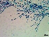  ( - NCweed-1624)  @11 [ ] Copyright (2016) D W Freshwater University of North Carolina, Wilmington