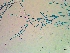  ( - NCweed-1624)  @11 [ ] Copyright (2016) D W Freshwater University of North Carolina, Wilmington