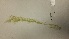  ( - NCweed-1624)  @11 [ ] Copyright (2016) D W Freshwater University of North Carolina, Wilmington