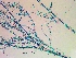  ( - NCweed-1626)  @11 [ ] Copyright (2016) D W Freshwater University of North Carolina, Wilmington