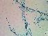  ( - NCweed-1626)  @11 [ ] Copyright (2016) D W Freshwater University of North Carolina, Wilmington