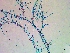  ( - NCweed-1626)  @11 [ ] Copyright (2016) D W Freshwater University of North Carolina, Wilmington