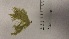  ( - NCweed-1626)  @11 [ ] Copyright (2016) D W Freshwater University of North Carolina, Wilmington