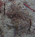  ( - NCweed-152)  @11 [ ] Copyright (2009) D Wilson Freshwater University of North Carolina Wilmington