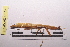  (Episcopomantis - NMMAN11-0155)  @12 [ ] Unspecified (default): All Rights Reserved  Unspecified Unspecified